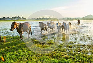 The steeds in water