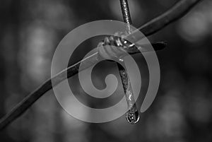 Steel barbed wire on dark background, photo