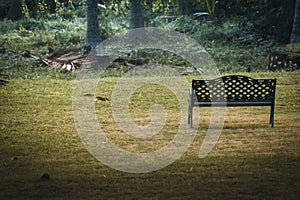 A steel bench in a green grass field. Empty chair in a park