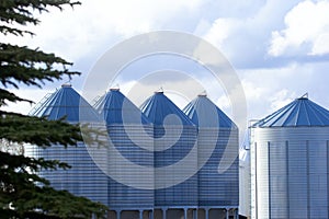 Steel blue granaries and the spruce tree with blue sky