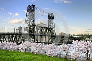 Steel Bridge Cherry Blossom Trees Portland Oregon