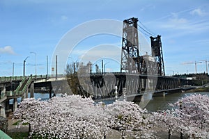 Steel Bridge and Cherry Blossoms in Portland, Oregon