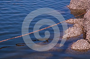 Steel cable covered with marine organism