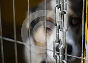 A steel chain and a guard from a metal grill behind which a dog sits