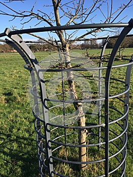 Steel frame protecting young tree