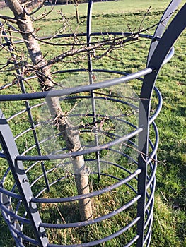 Steel frame protecting young tree ii photo