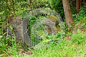 Steel gate in the forest