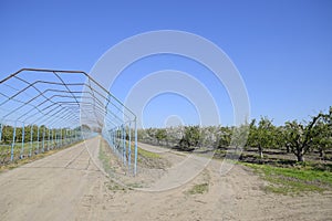 Steel gazebo for grapes over the road in the apple orchard. Fruit garden