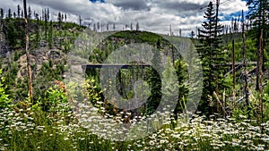 Steel Girder Bridge and Wildflowers in Myra Canyon on the abandoned Kettle Valley Railway of Myra Canyon