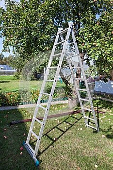 Steel ladder standing under apple tree for ripe apples harvesting, home garden