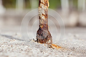 Steel rod or bar used to reinforce concrete