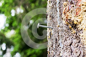 Steel screwed into a living tree in the woods