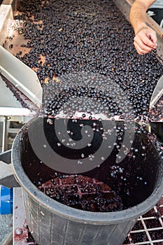 Steel tanks for first fermentation of grapes, Saint-Emilion wine making region picking, sorting with hands and crushing Merlot or