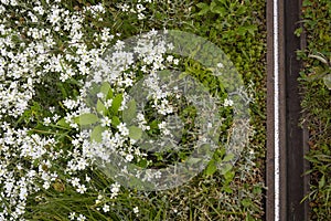 A steel tracks of a tramway in a city with a bed of grass. Biodiversity in the city.