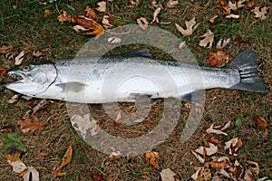 Steelhead caught in the grand river