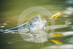 Steelhead rainbow trout. Fly fishing for trout. Brown trout being caught in fishing net.