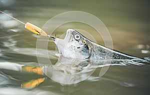 Steelhead rainbow trout. Fly fishing for trout. Brown trout being caught in fishing net.