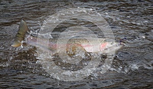 A steelhead trout hooked on a fly, fighting for freedom on the surface