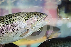 Steelhead trout or Rainbow trout close-up floating under water background