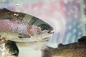 Steelhead trout or Rainbow trout close-up floating under water background