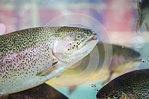 Steelhead trout or Rainbow trout close-up floating under water background