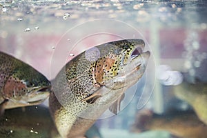 Steelhead trout or Rainbow trout close-up floating under water background