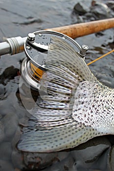 Steelhead Trout Tail Fly Fishing