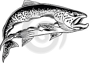 Steelhead Trout Vector Illustration