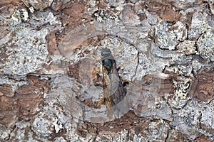 Steely-blue wood wasp, Sirex juvencus on fir bark