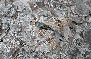 Steely-blue wood wasp, Sirex juvencus on fir bark