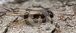 Steely-blue wood wasp, Sirex juvencus on fir bark