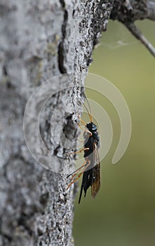 Steely-blue wood wasp, Sirex juvencus laying eggs in fir tree