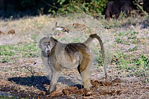 Steely eyes of a Baboon