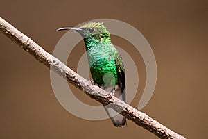 Steely-vented hummingbird