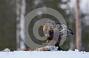 Steenarend, Golden Eagle, Aquila chrysaetos