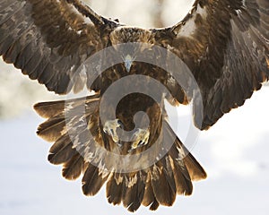 Steenarend, Golden Eagle, Aquila chrysaetos