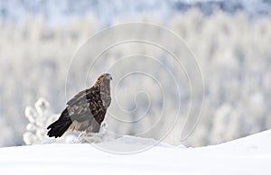 Steenarend, Golden Eagle, Aquila chrysaetos