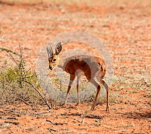 Steenbok