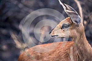 Steenbok