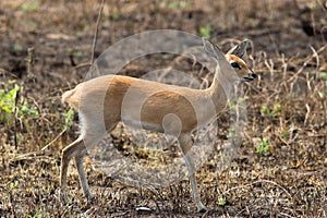 Steenbok photo