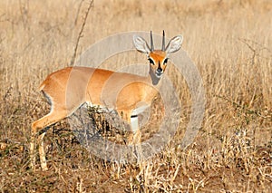 Steenbok photo