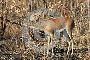 Steenbok