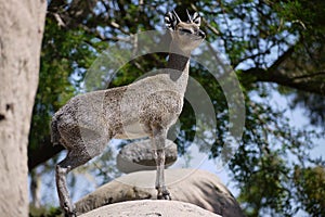 Steenbok photo