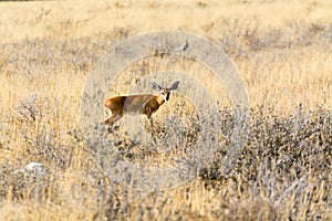 Steenbok