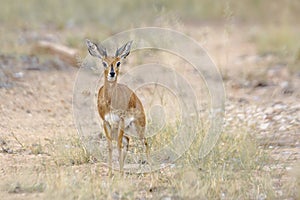 Steenbok in Kruger National park, South Africa photo