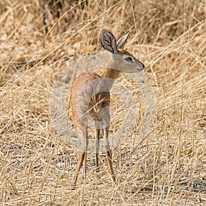 Steenbok Antelope