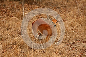 Steenbok antelope