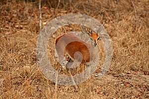 Steenbok antelope photo