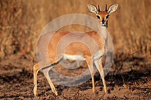 Steenbok antelope photo