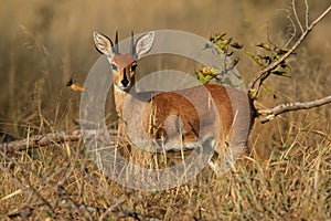 Steenbok antelope